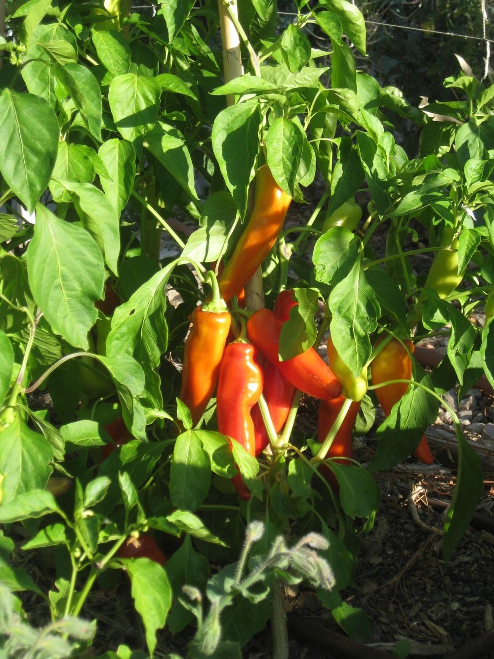 Photo of Sweet Pepper (Capsicum annuum 'Pageant') uploaded by solardude
