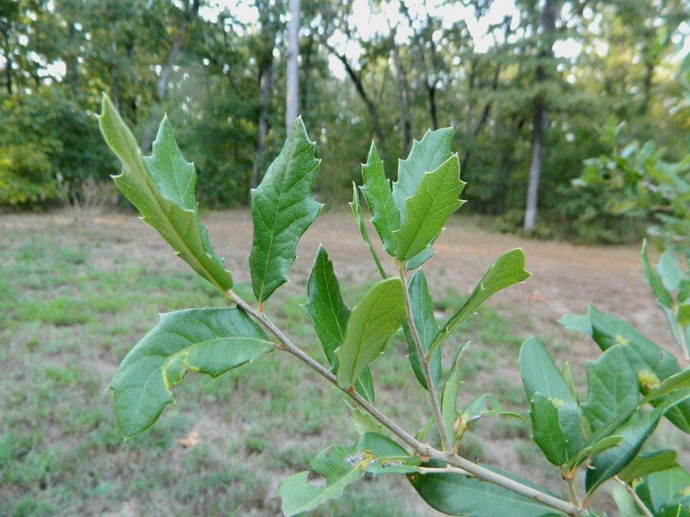 Photo of Live Oak (Quercus virginiana) uploaded by wildflowers