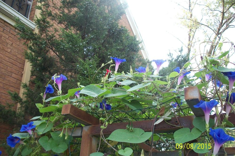 Photo of Morning Glories (Ipomoea) uploaded by Hazelcrestmikeb
