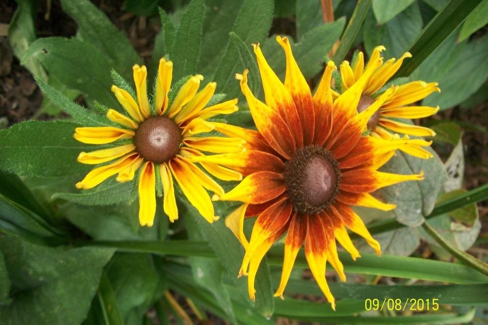Photo of Black-eyed Susan (Rudbeckia hirta 'Cappuccino') uploaded by Hazelcrestmikeb