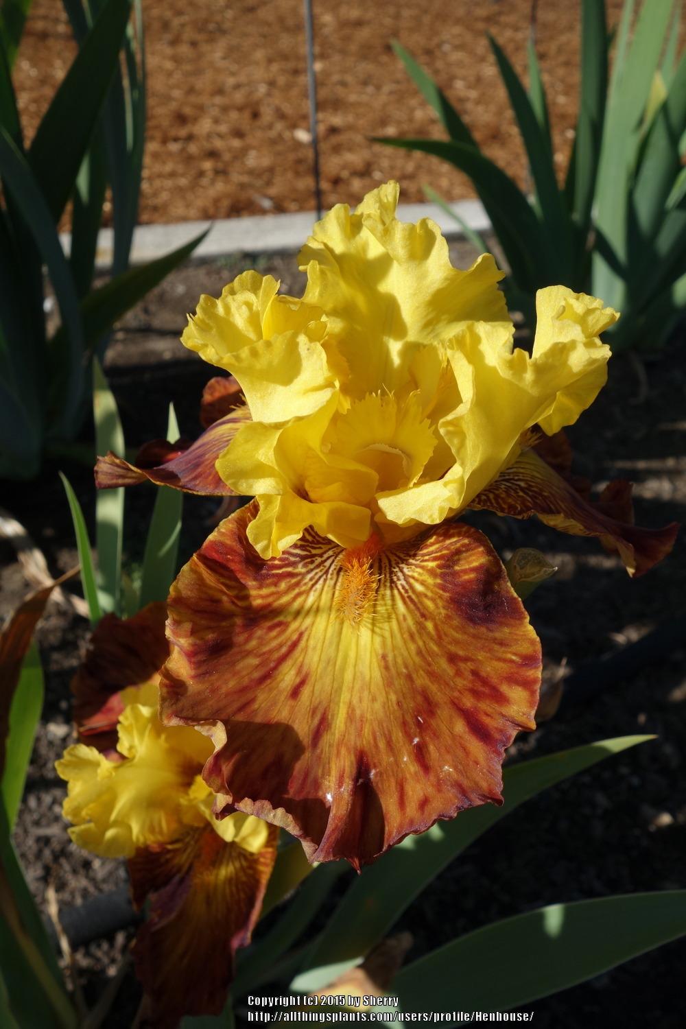 Photo of Tall Bearded Iris (Iris 'Terra Firma') uploaded by Henhouse