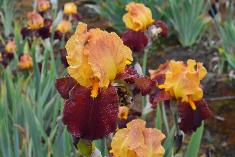 Photo of Tall Bearded Iris (Iris 'City Slicker') uploaded by KentPfeiffer