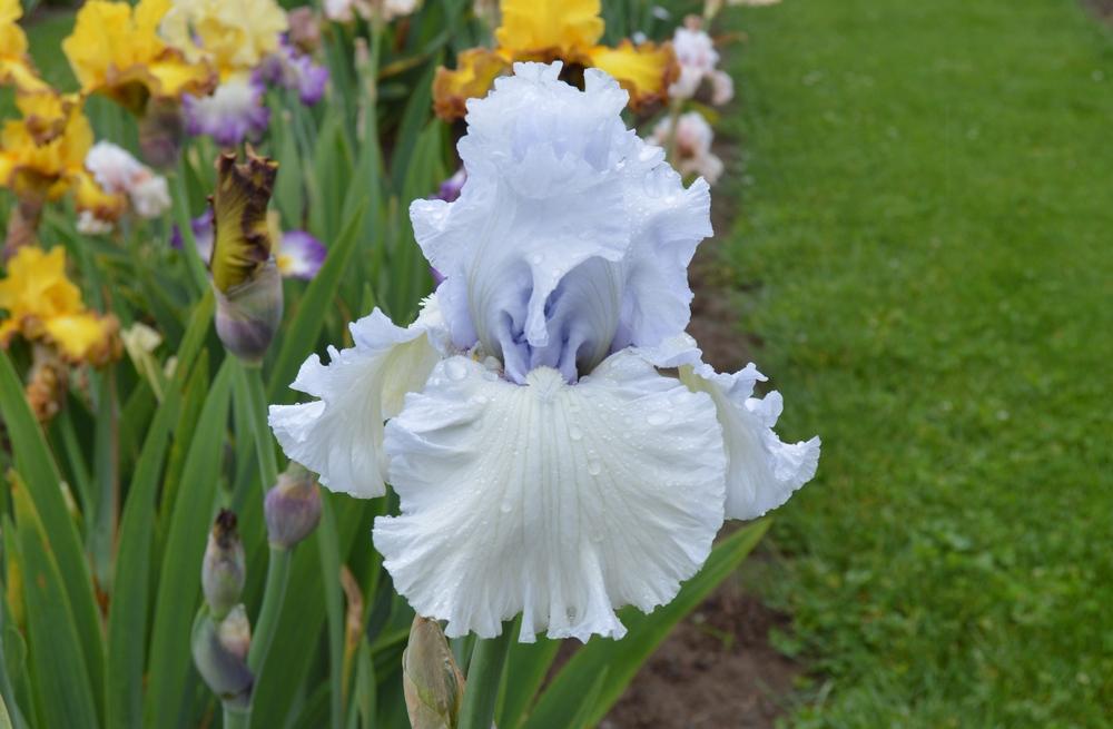 Photo of Tall Bearded Iris (Iris 'Civility') uploaded by KentPfeiffer