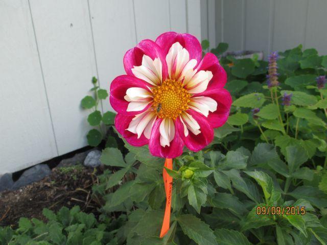 Photo of Dahlia 'Bumble Rumble' uploaded by Oberon46