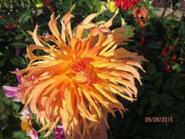 Photo of Cactus Dahlia (Dahlia 'Nutley Sunrise') uploaded by Oberon46