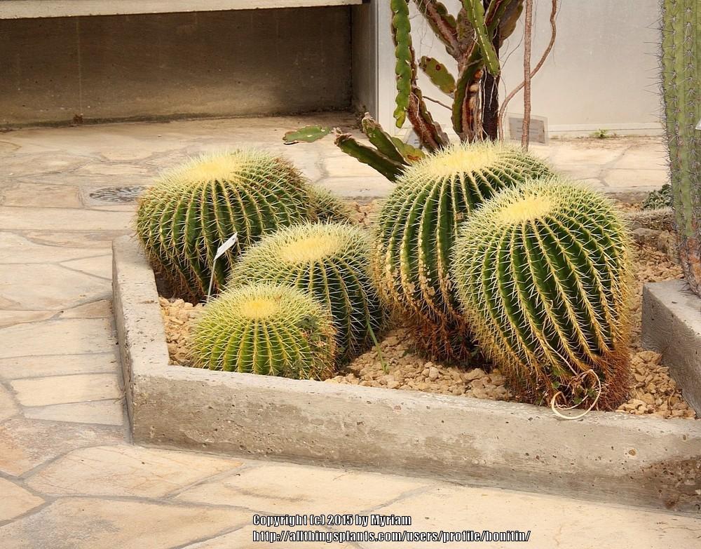 Photo of Golden Barrel Cactus (Kroenleinia grusonii) uploaded by bonitin