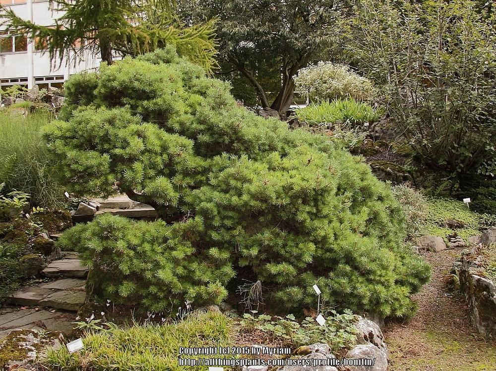 Photo of Mugo Pine (Pinus mugo) uploaded by bonitin