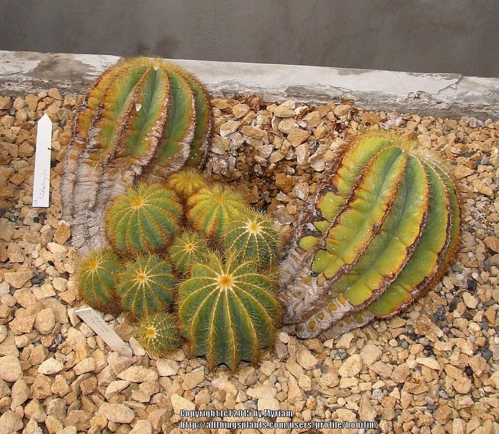 Photo of Ball Cactus (Parodia magnifica) uploaded by bonitin