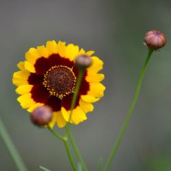 Location: My front garden in Welland, Niagara Region, Ontario, Canada
Date: August 28 2015
Close-Up with Bud / Dyer's Coreopsis