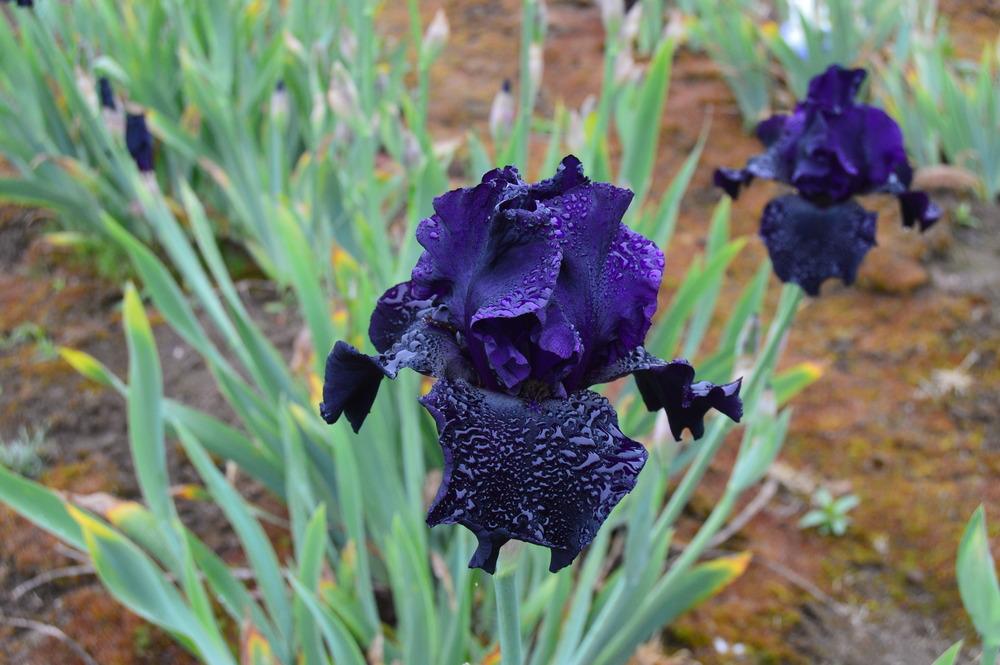 Photo of Tall Bearded Iris (Iris 'Dark Passion') uploaded by KentPfeiffer
