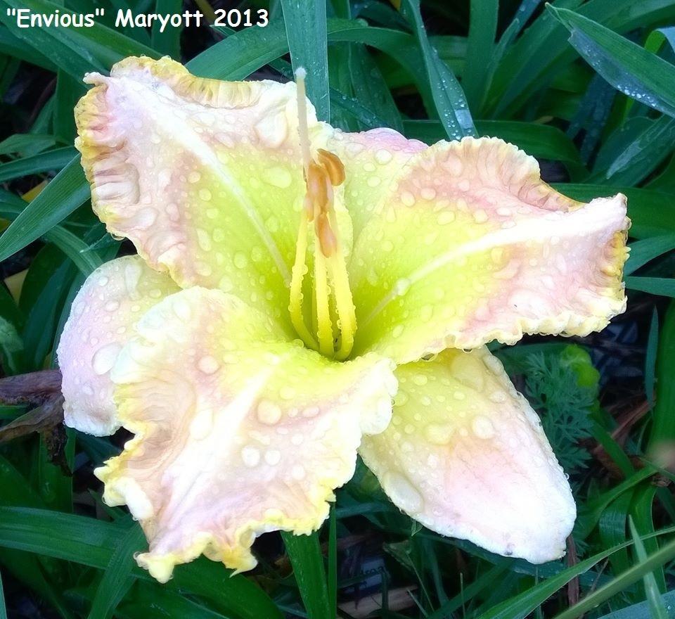 Photo of Daylily (Hemerocallis 'Envious') uploaded by TammyB