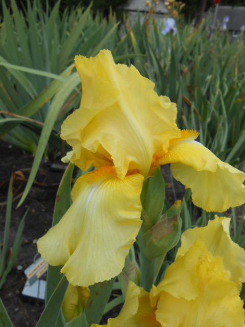 Photo of Tall Bearded Iris (Iris 'Corn Harvest') uploaded by crowrita1