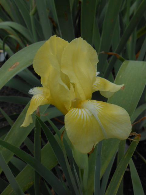 Photo of Standard Dwarf Bearded Iris (Iris 'Baby Blessed') uploaded by crowrita1
