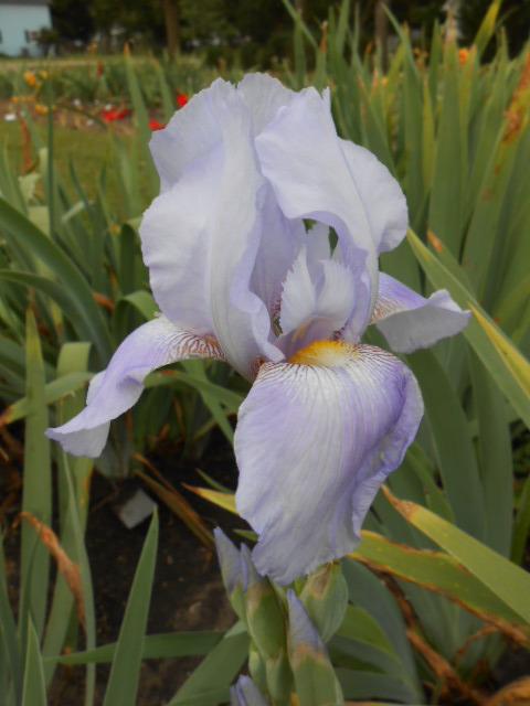 Photo of Tall Bearded Iris (Iris 'Summer Bluetints') uploaded by crowrita1