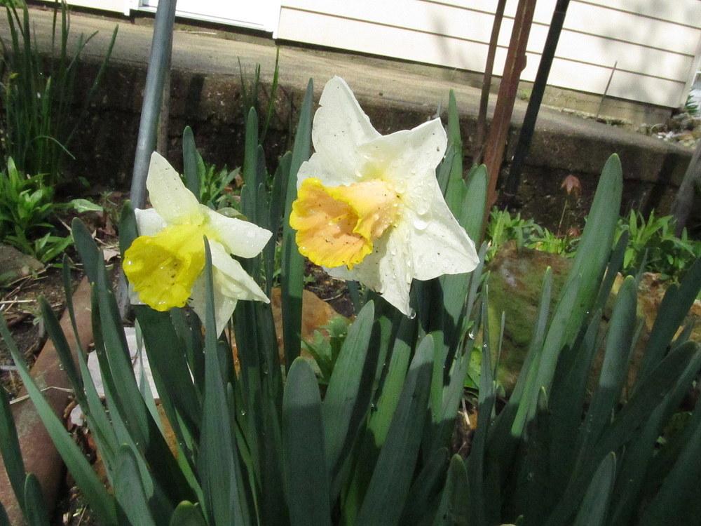 Photo of Large-cupped Daffodil (Narcissus 'Salome') uploaded by jmorth