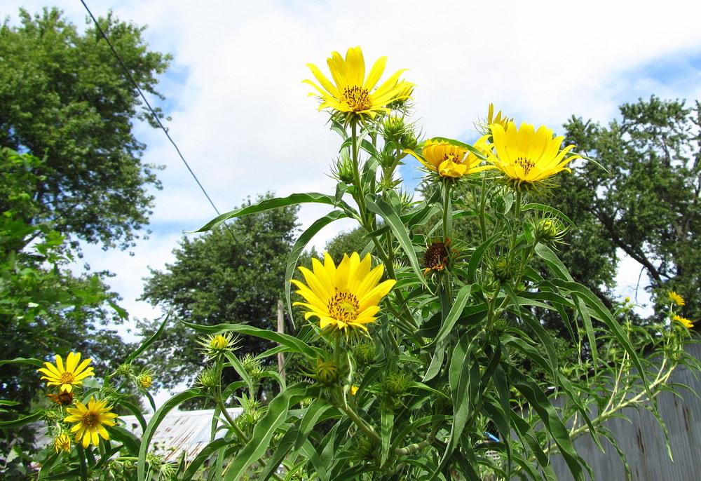 Photo of Maximilian Sunflower (Helianthus maximiliani) uploaded by jmorth