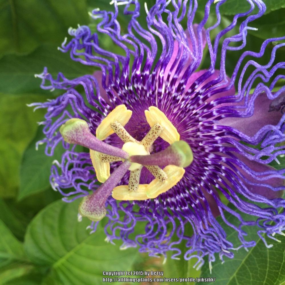 Photo of Passion Flower (Passiflora) uploaded by piksihk
