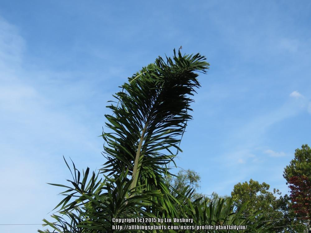 Photo of Foxtail Palm (Wodyetia bifurcata) uploaded by plantladylin