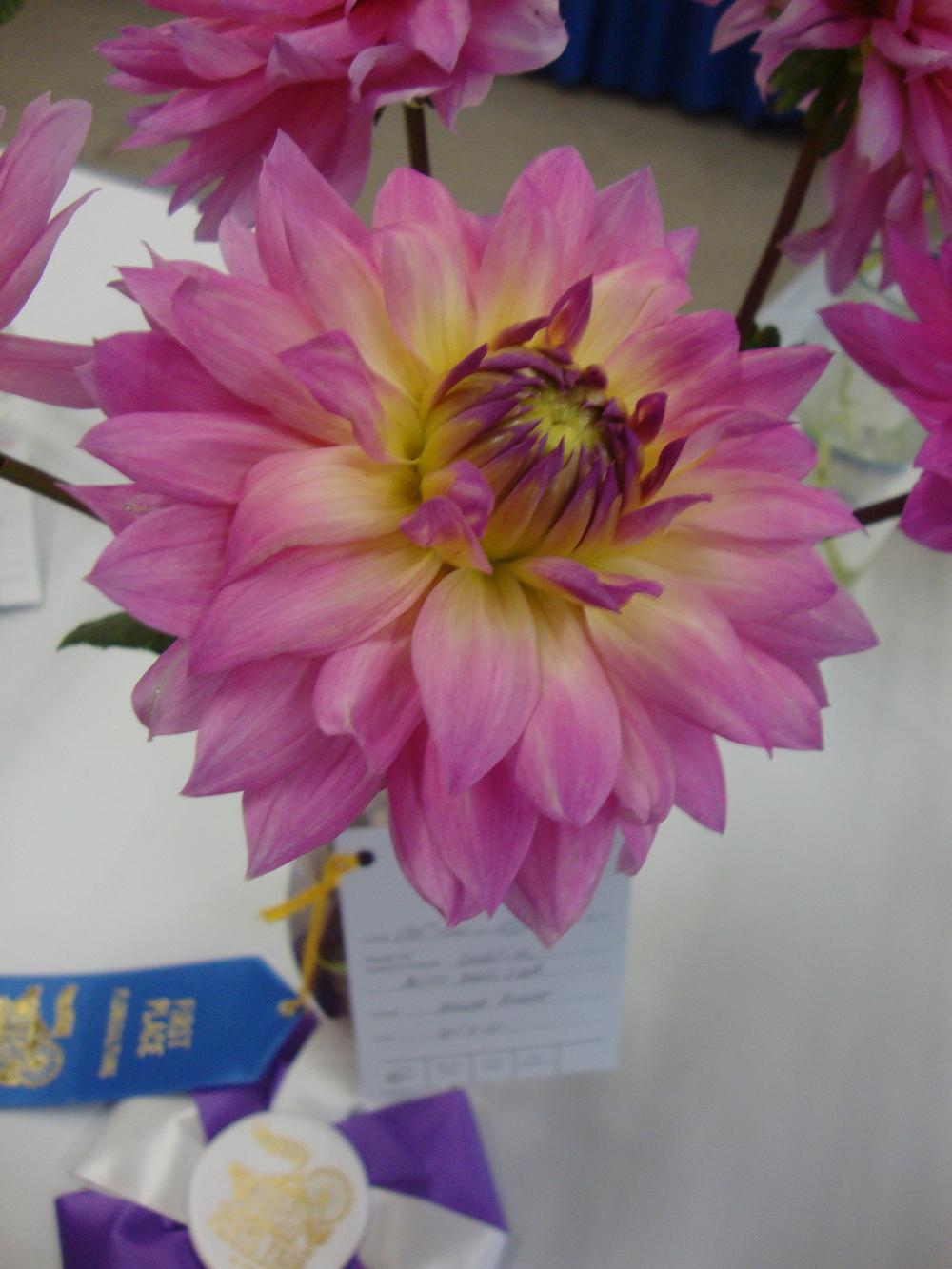 Photo of Dahlia 'Miss Delilah' uploaded by Paul2032