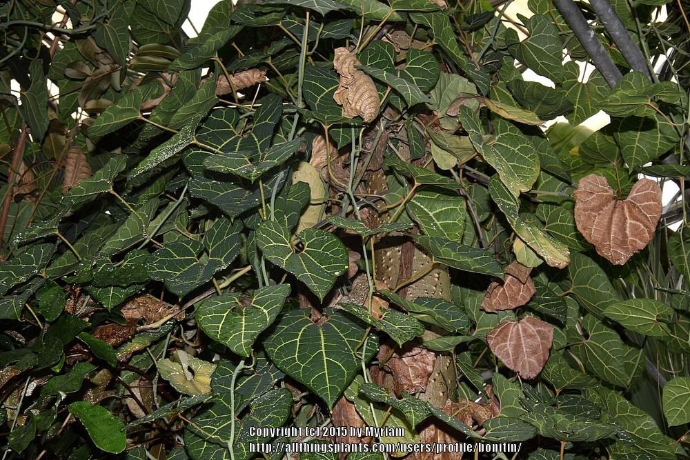 Photo of Aristolochia leuconeura uploaded by bonitin