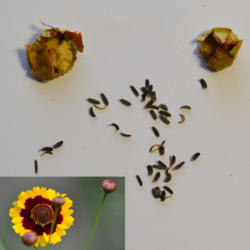 Location: My studio in Welland, Niagara Region, Ontario, Canada
Date: 2015-09-11
Seed, Bloom and and pods