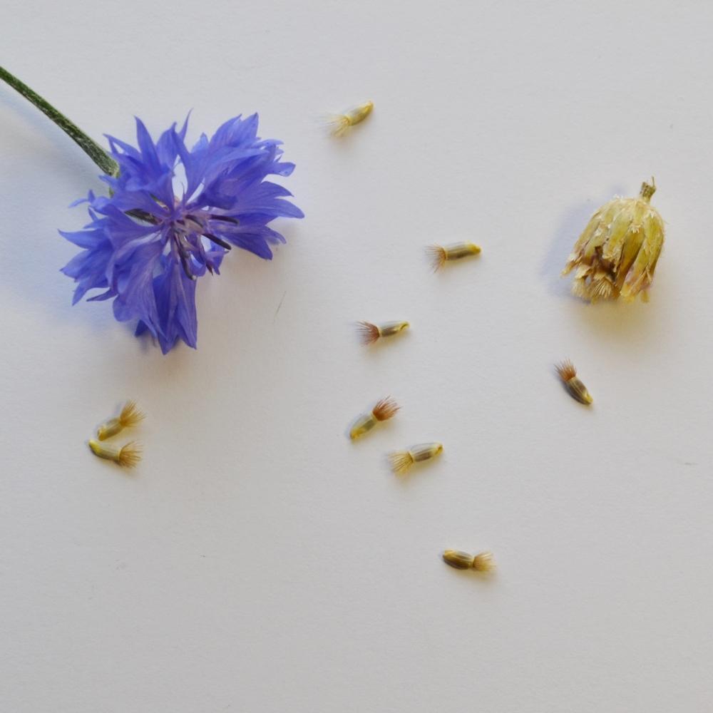 Photo of Bachelor's Buttons (Centaurea cyanus) uploaded by jenniferatemple