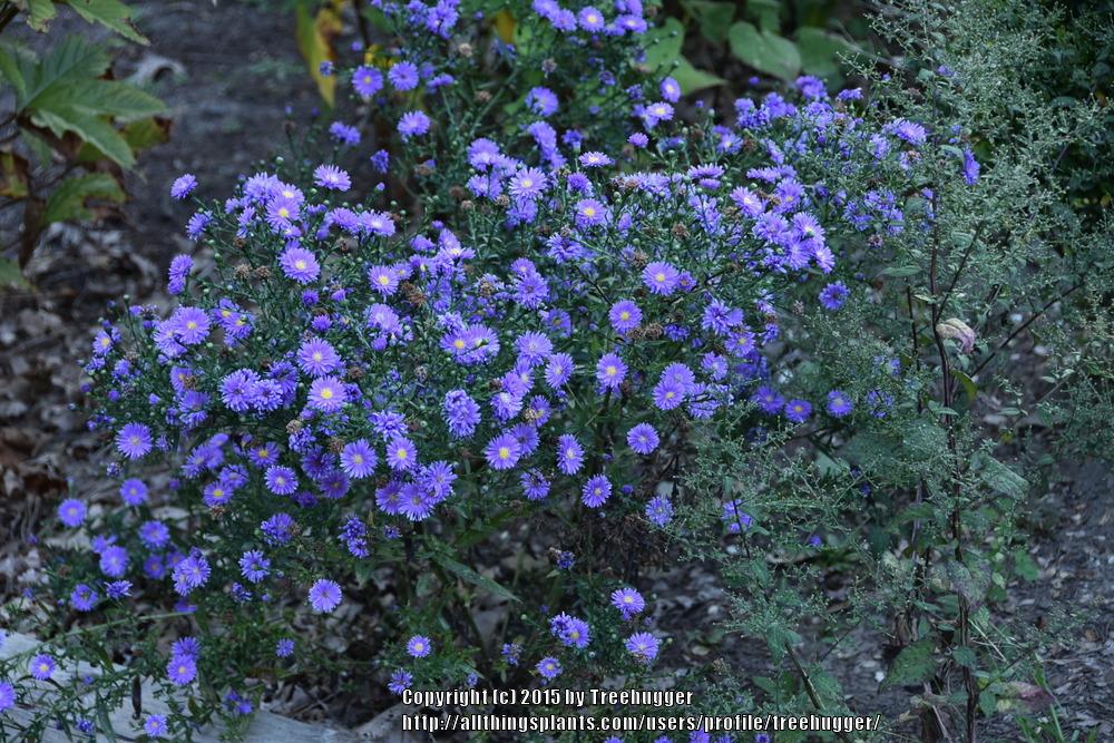 Photo of New England Aster (Symphyotrichum novae-angliae) uploaded by treehugger
