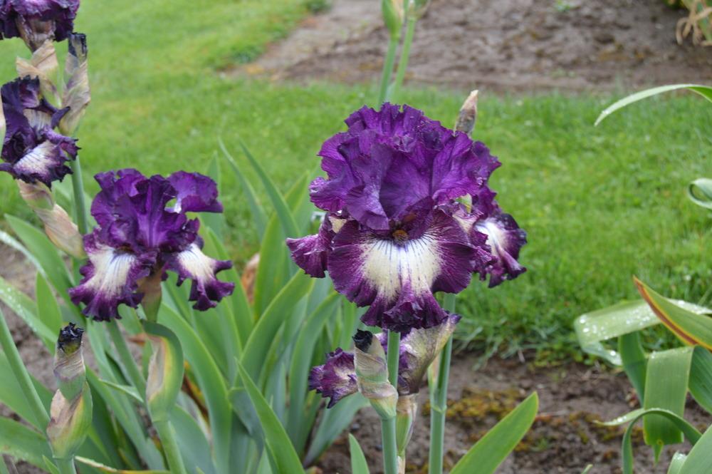 Photo of Tall Bearded Iris (Iris 'First Pick') uploaded by KentPfeiffer