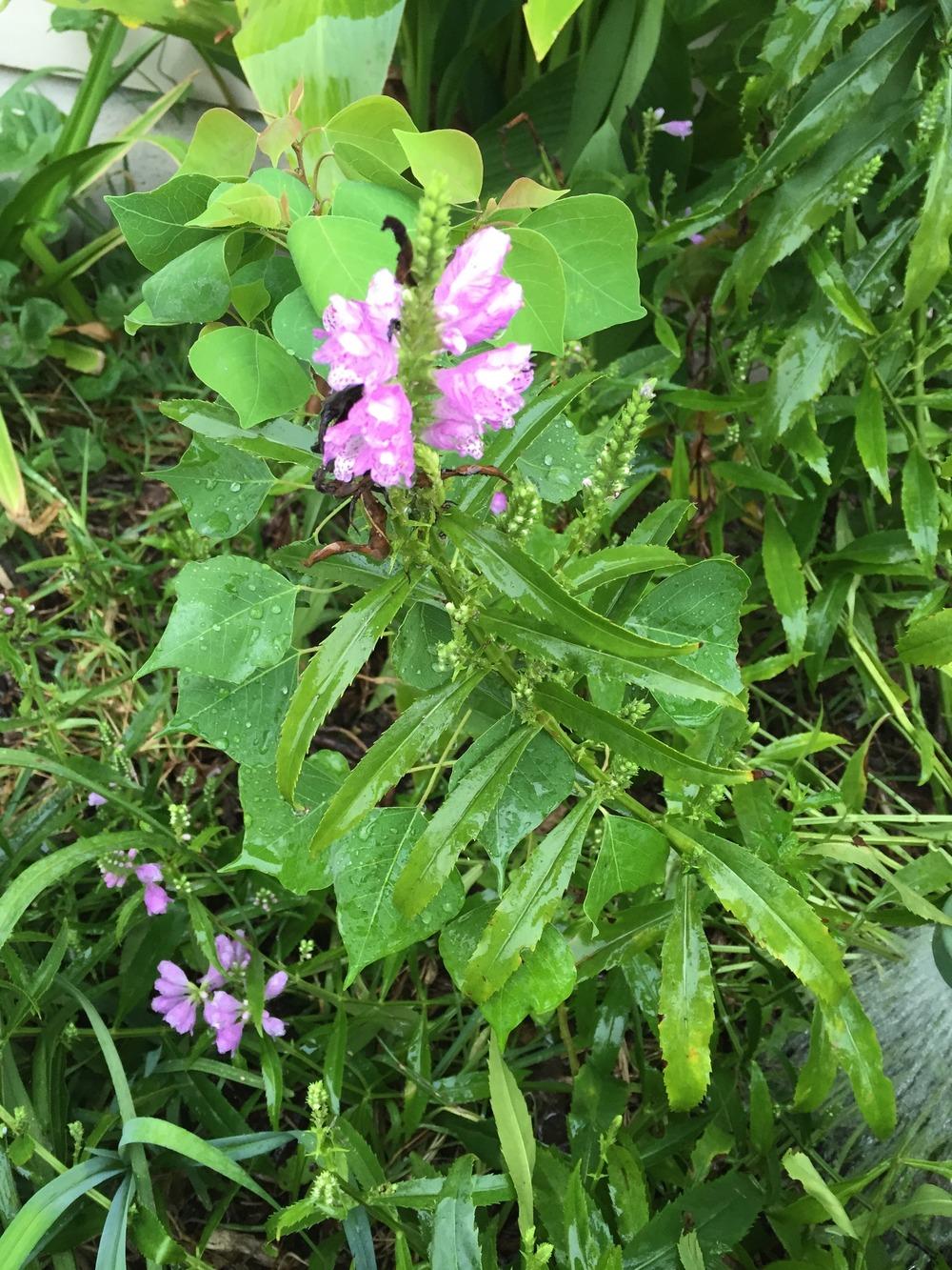 Photo of Obedient Plant (Physostegia virginiana) uploaded by jcole96