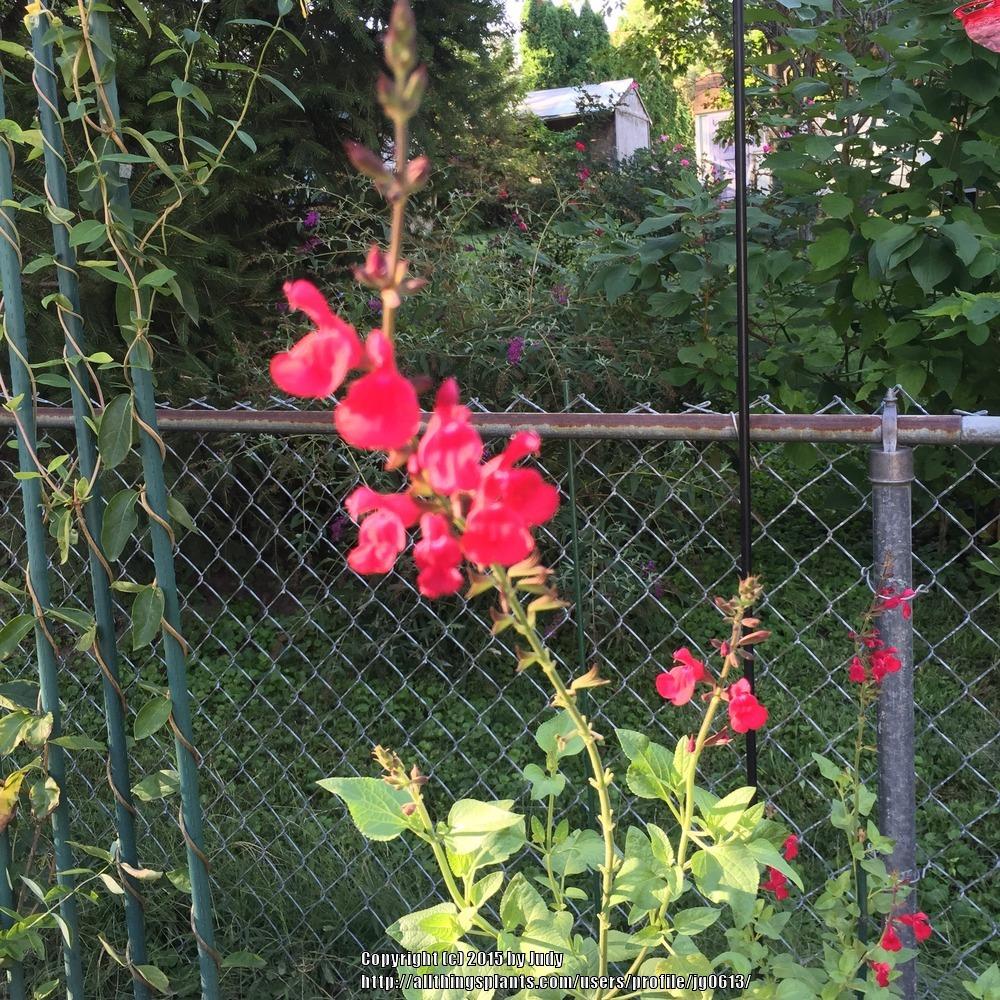 Photo of Sage (Salvia Windwalker® Royal Red) uploaded by jg0613