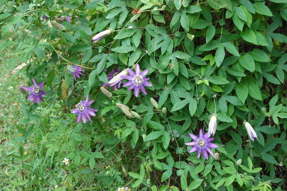 Photo of Amethyst Passion Flower (Passiflora 'Lavender Lady') uploaded by mellielong