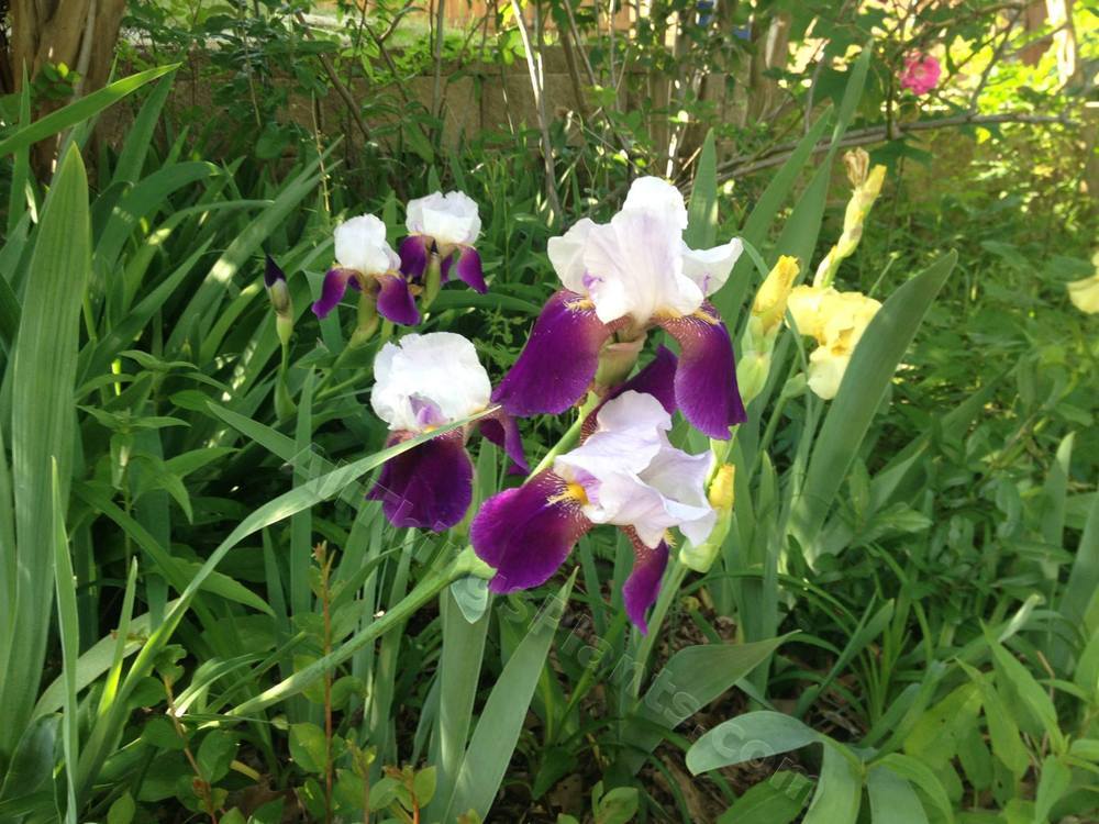 Photo of Tall Bearded Iris (Iris 'Tarleton') uploaded by pbtxlady