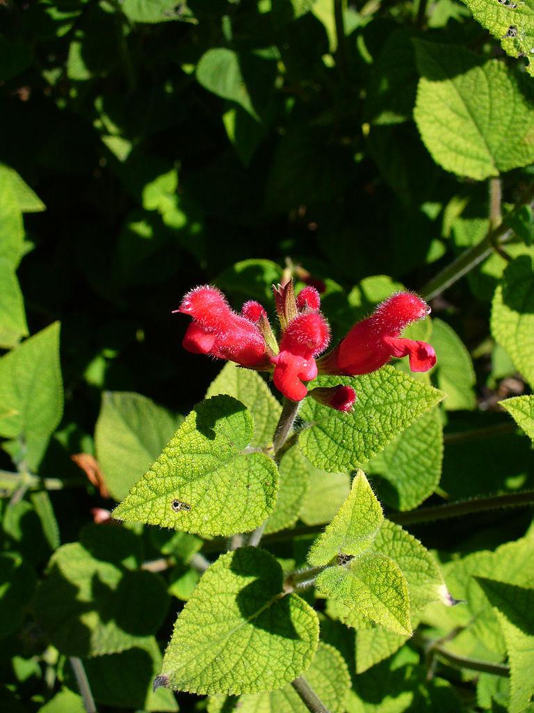 Photo of Salvia (Salvia univerticillata) uploaded by robertduval14