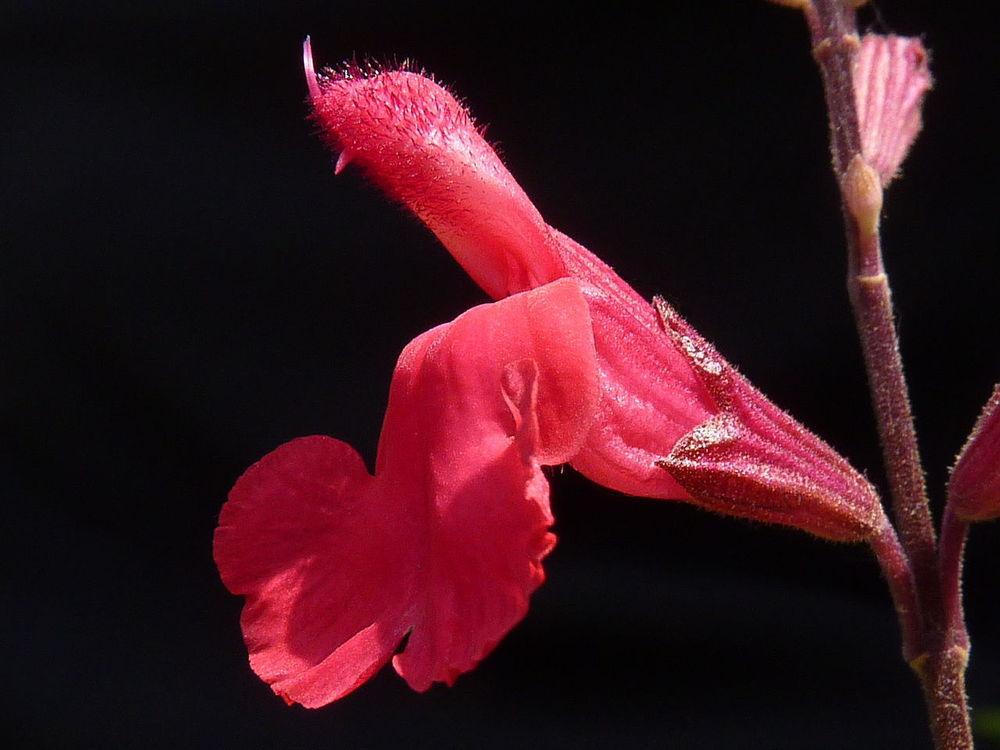 Photo of Autumn Sage (Salvia greggii Desert Blaze™) uploaded by robertduval14
