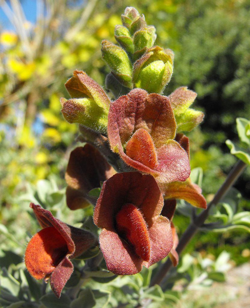 Photo of Brown Salvia (Salvia aurea) uploaded by robertduval14