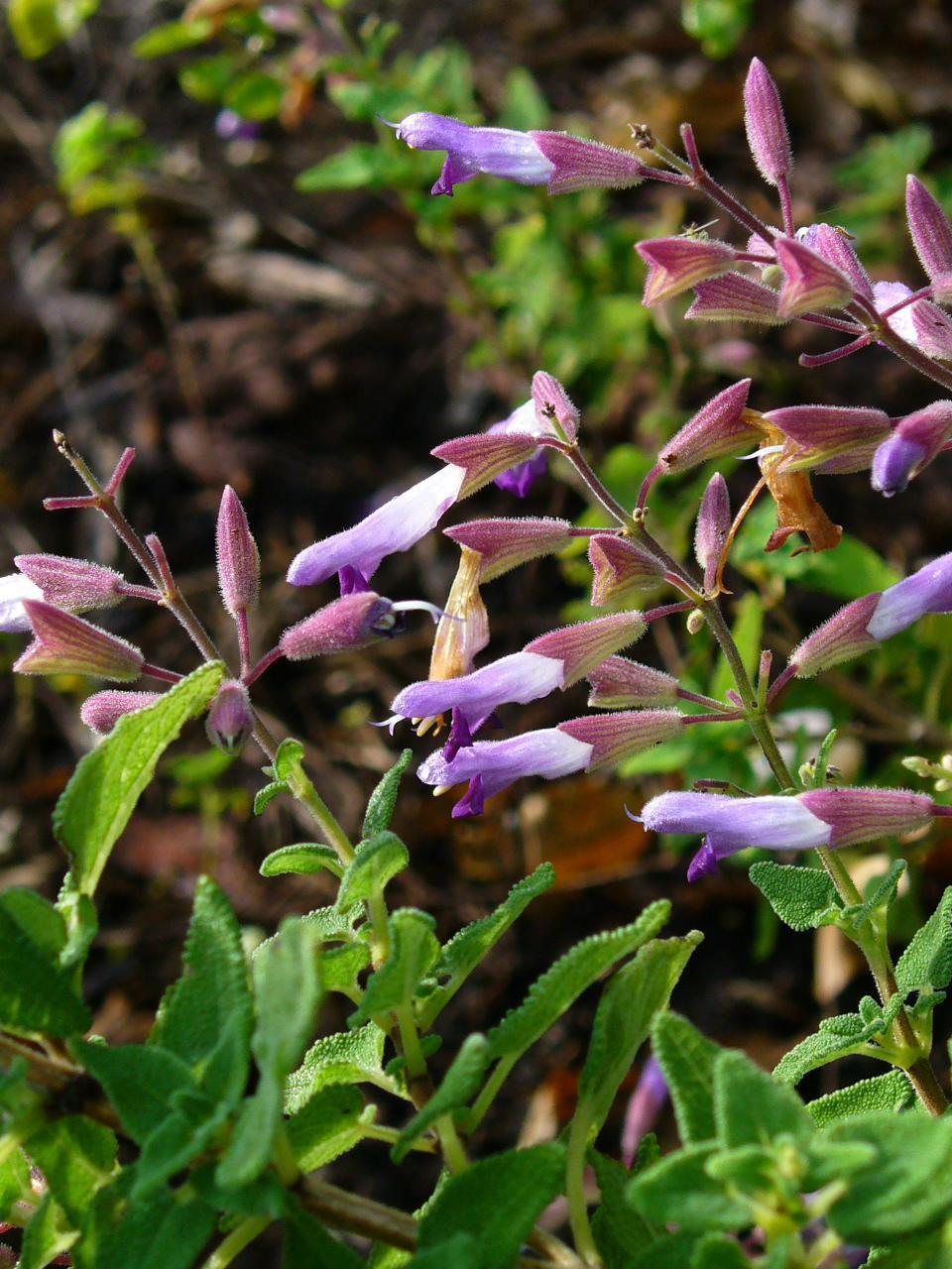 Photo of Salvia (Salvia semiatrata) uploaded by robertduval14
