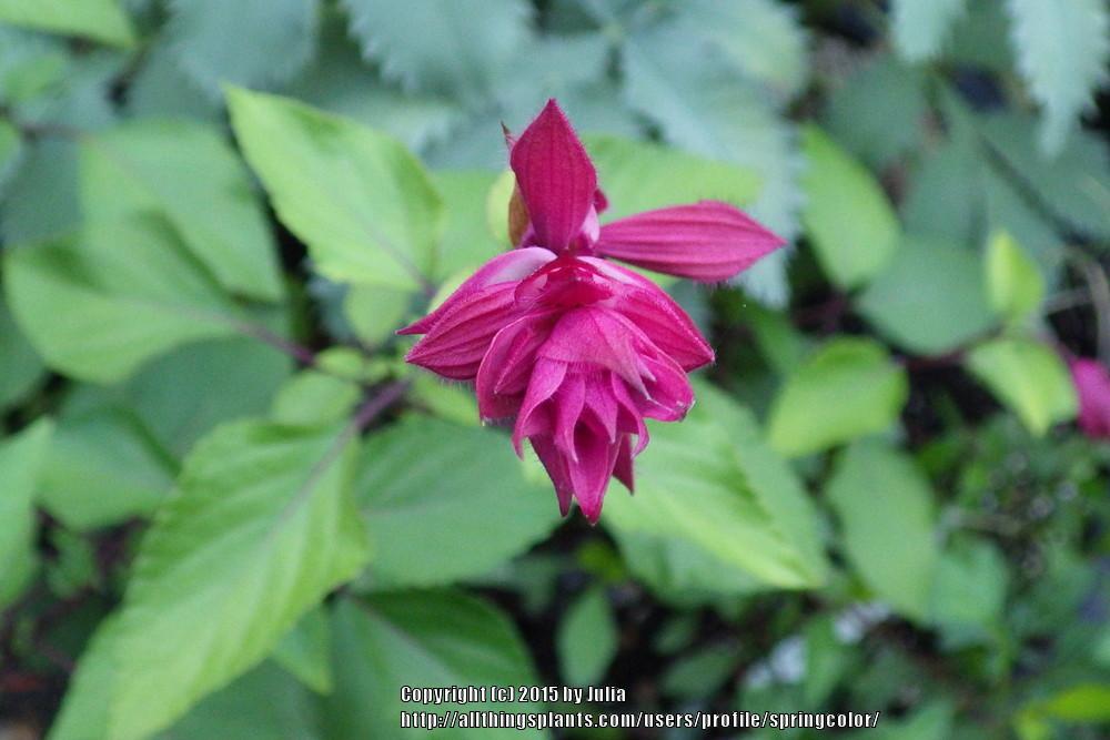Photo of Salvia 'Wendy's Wish' uploaded by springcolor