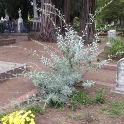 Location: Hamilton Square Perennial Garden, Historic City Cemetery, Sacramento CA.
Date: 2014-03-28
Zone 9b. Thriving in this beautiful setting.