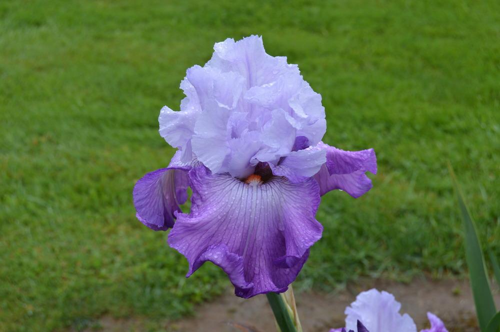 Photo of Tall Bearded Iris (Iris 'Full Disclosure') uploaded by KentPfeiffer