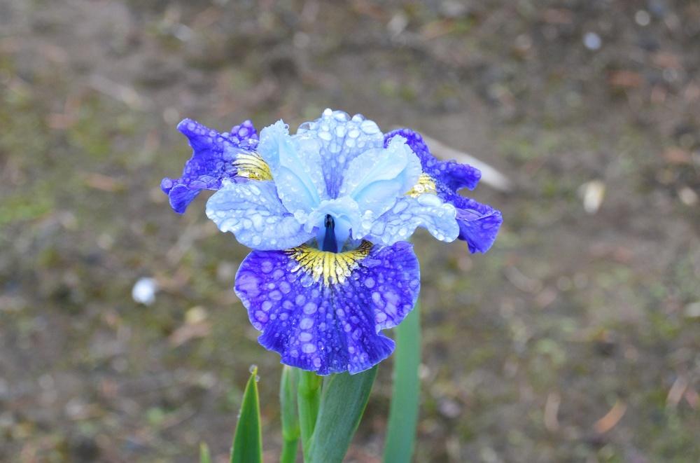 Photo of Siberian Iris (Iris 'Fresh Notes') uploaded by KentPfeiffer