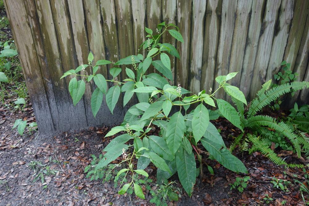 Photo of Pokeweed (Phytolacca americana) uploaded by mellielong