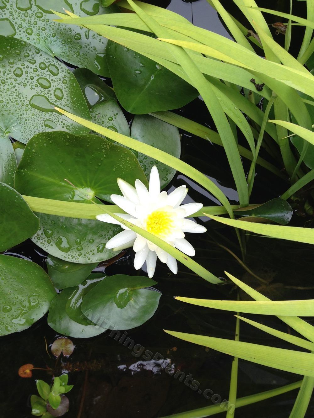 Photo of American White Waterlily (Nymphaea odorata subsp. tuberosa) uploaded by pbtxlady
