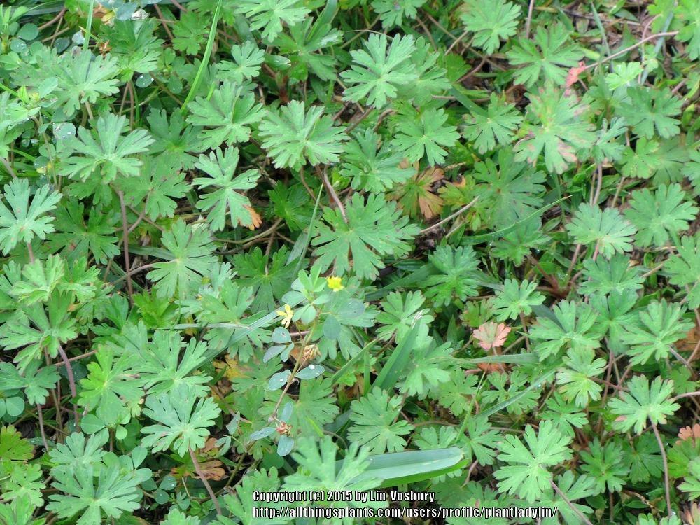 Photo of Carolina Cranesbill (Geranium carolinianum) uploaded by plantladylin