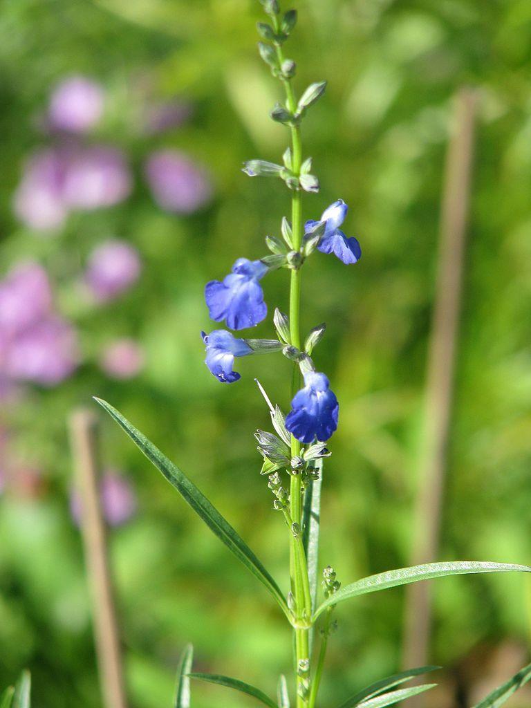 Photo of Cobalt Sage (Salvia reptans) uploaded by robertduval14