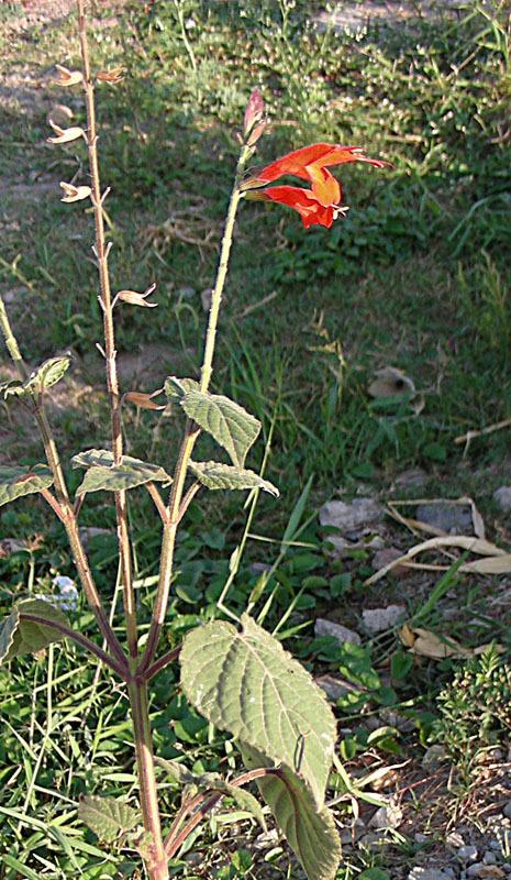Photo of Salvia (Salvia oppositiflora) uploaded by robertduval14
