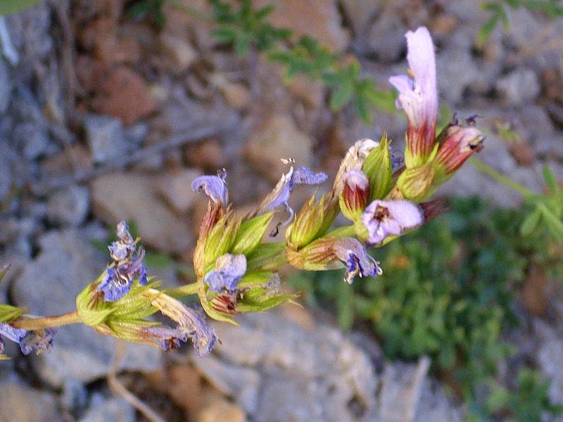 Photo of Salvia (Salvia officinalis subsp. oxyodon) uploaded by robertduval14