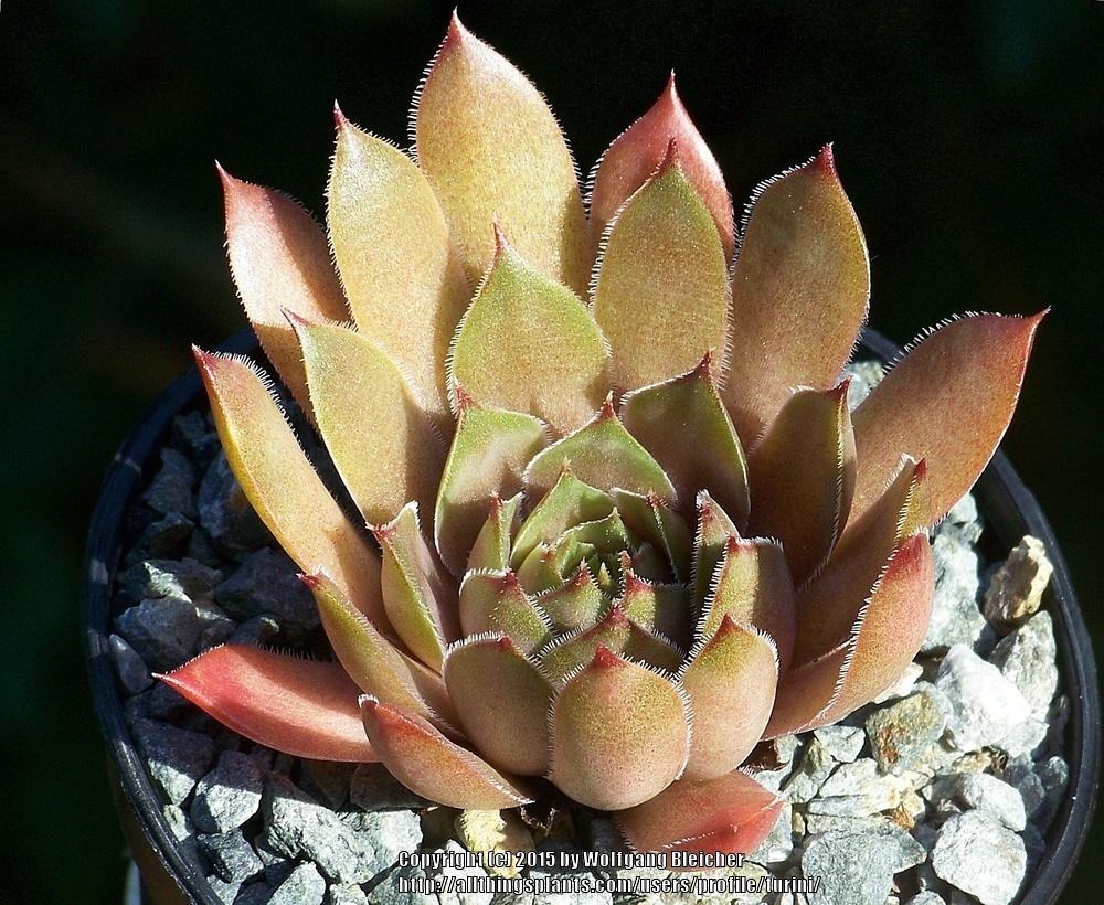 Photo of Hen and Chicks (Sempervivum marmoreum 'Chocolate') uploaded by turini