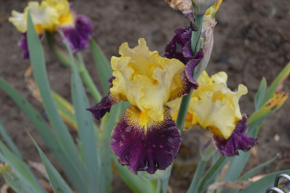 Photo of Border Bearded Iris (Iris 'Glitzorama') uploaded by KentPfeiffer