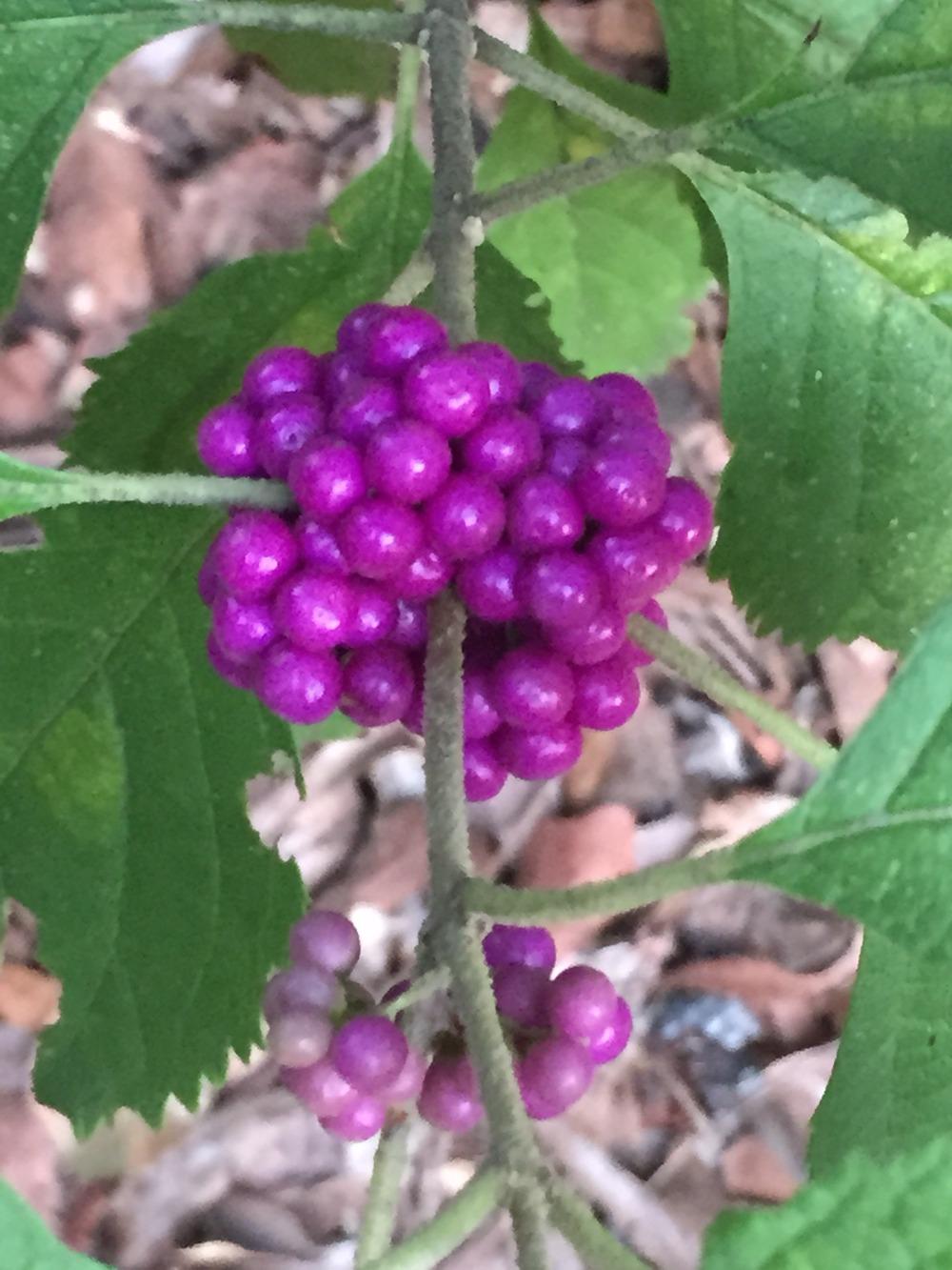Photo of Beautyberry (Callicarpa dichotoma) uploaded by SCButtercup