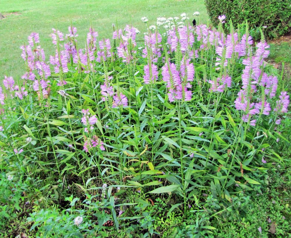 Photo of Obedient Plant (Physostegia virginiana) uploaded by TBGDN